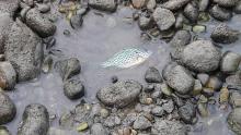 Stauraumspülung Mur 6.8.2017: Tote Fische bei der Auswiese Graz/Gössendorf nach dem Grande Finale von La Strada